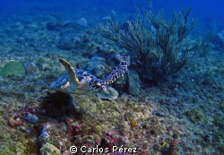 Green Turtle @ El Natural Beach Aguadilla, PR by Carlos Pérez 